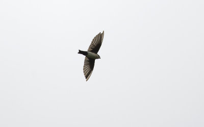 Blue-and-white Swallow 1129.jpg