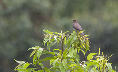 Black-billed Thrush 1141.jpg