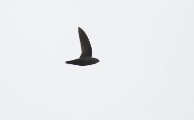 Grey-rumped Swift 1265.jpg