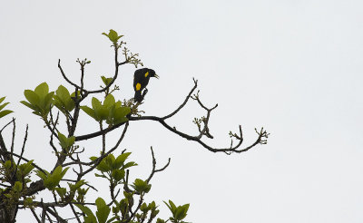 Yellow-rumped Cacique 1474.jpg