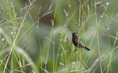 Chestnut-bellied Seedeater 1492.jpg