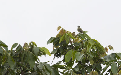 Yellow-crowned Tyrannulet 1563.jpg