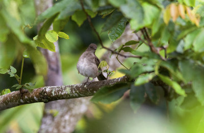 Black-billed Thrush 1598.jpg