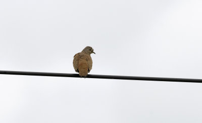 Ruddy Ground-dove 1623.jpg