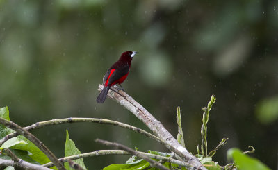 Huallaga (Black-bellied) Tanager 1643.jpg