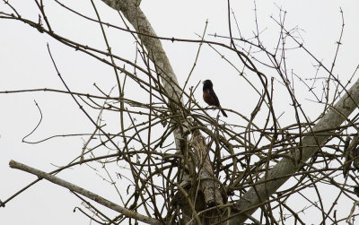 Chestnut-bellied Seed-finch 1651.jpg