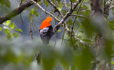 Andean Cock-of-the-Rock 1725.jpg