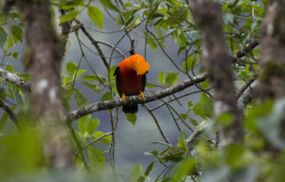 Andean Cock-of-the-Rock 1765.jpg
