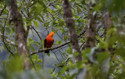 Andean Cock-of-the-Rock 1773.jpg