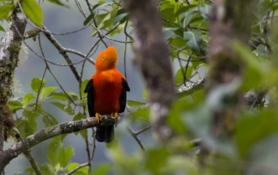 Andean Cock-of-the-Rock 1826.jpg
