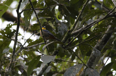 Yellow-throated Tanager 1886.jpg