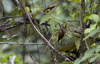 Streaked Xenops 2016.jpg