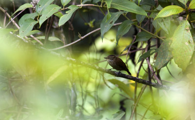 Streaked Xenops 2023.jpg
