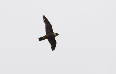 Orange-breasted Falcon 2126.jpg