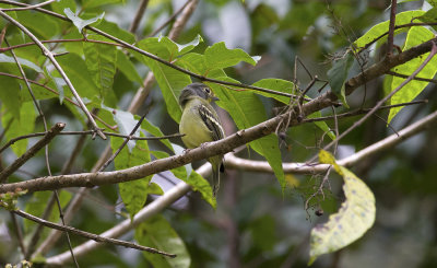 Wing-barred Manakin 2464.jpg