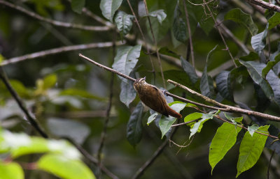 Streaked Xenops 2473.jpg