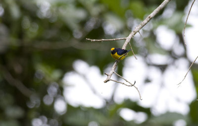 Orange-bellied Euphonia 2529.jpg