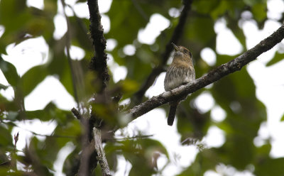 Striolated Puffbird 3088.jpg