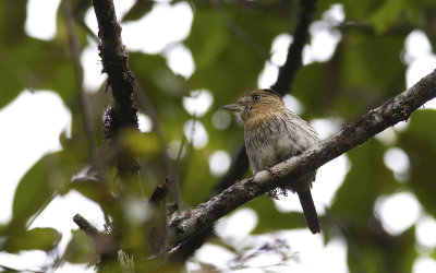 Striolated Puffbird 3120.jpg