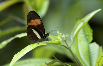 Butterfly  3304.jpg