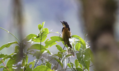 Yellow-crested Tanager 3364.jpg