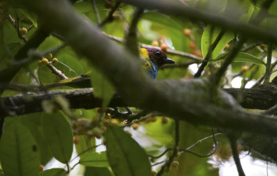Bay-headed Tanager 3449.jpg