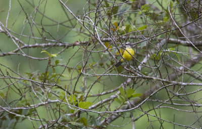 Grey-capped Flycatcher 3511.jpg