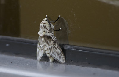 moth  3530.jpg