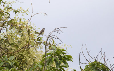 Piratic Flycatcher 3600.jpg