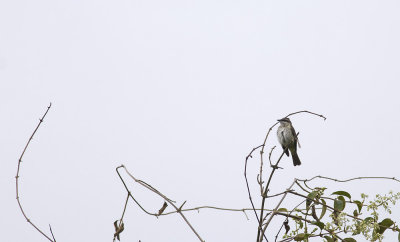 Piratic Flycatcher 3649.jpg