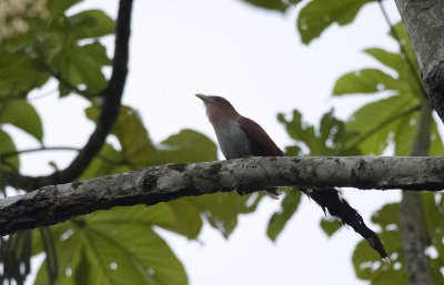 Squirrel Cuckoo 3701.jpg