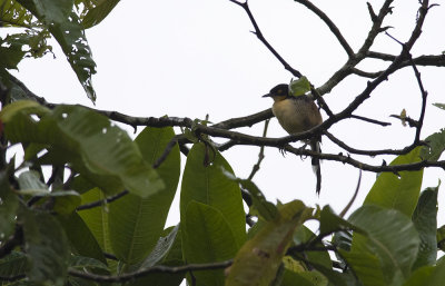 Black-capped Donacobius 3707.jpg