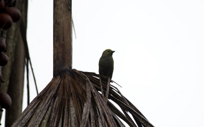 Palm Tanager 3743.jpg