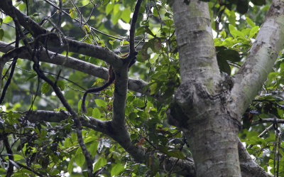 monkey  3749.jpg