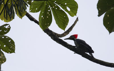 Lineated Woodpecker 3827.jpg