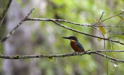 Green-and-rufous Kingfisher 3893.jpg