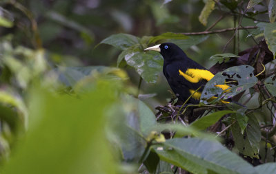Yellow-rumped Cacique 3953.jpg