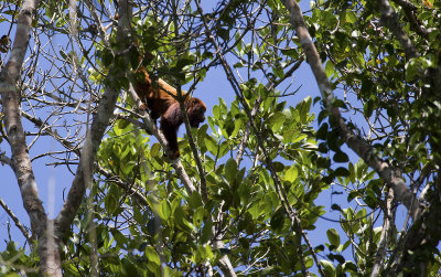 Red Howler Monkey  4015.jpg