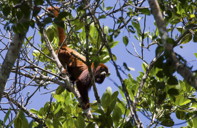 Red Howler Monkey  4019.jpg