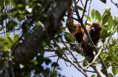 Red Howler Monkey  4068.jpg