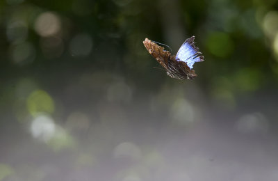 butterfly  4233.jpg