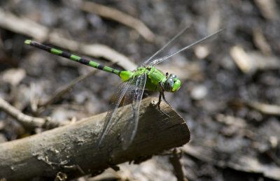 Dragonfly  4331.jpg