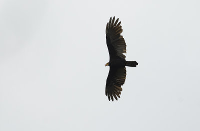 Greater Yellow-headed Vulture  4568.jpg