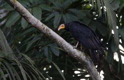Greater Yellow-headed Vulture  4683.jpg