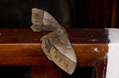 moth  4851.jpg