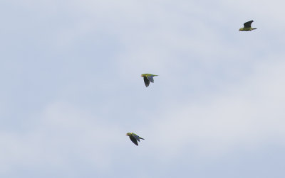 Cobalt-winged Parakeet 5136.jpg