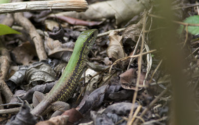 Ameiva ameiva (juvenile)  5696.jpg