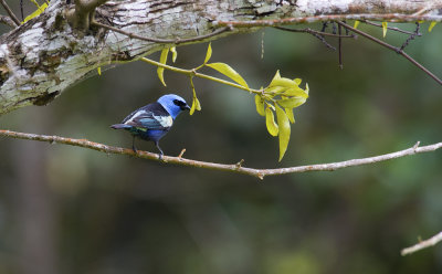 Blue-necked Tanager  5723.jpg