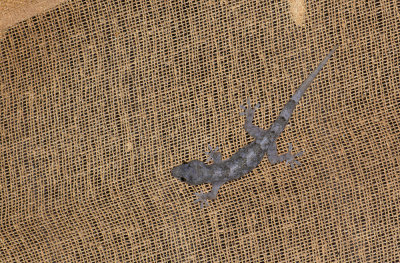 Hemidactylus mabouia  4850.jpg