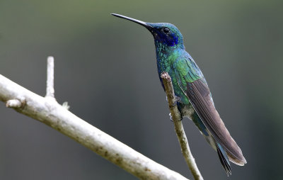 Sparkling Violetear 6194.jpg
